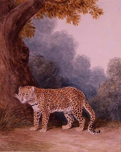 Leopard von Samuel Howitt